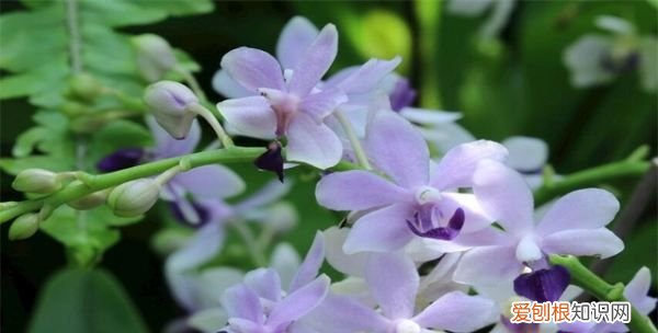 竹子象征意义，梅兰竹菊的象征意义