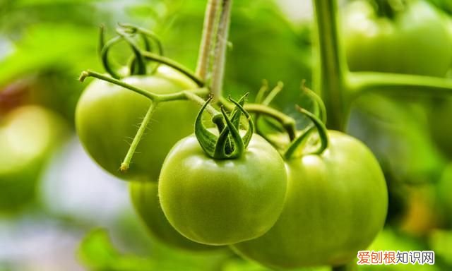 未成熟的绿色西红柿能吃吗?,绿色的西红柿为什么不能吃