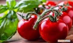 未成熟的绿色西红柿能吃吗?,绿色的西红柿为什么不能吃