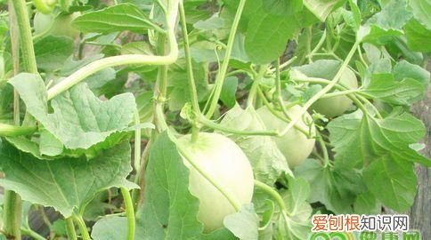 减肥可以吃香瓜嘛，吃香瓜可以减肥么