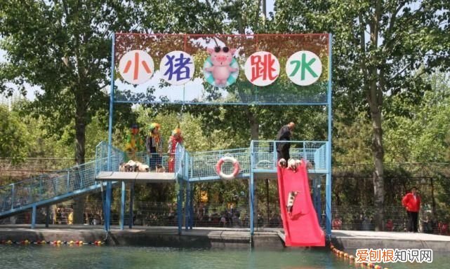 金宝乐园小猪跳水几点表演