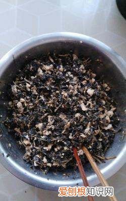 马齿苋包子的做法,马齿苋又称长寿菜包子怎么做才好吃