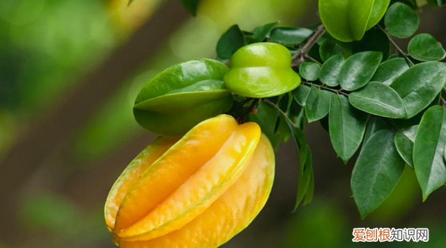 杨桃不适合什么样人吃 杨桃不适合哪些人吃呢