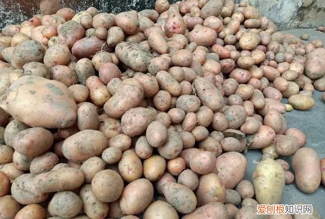 土豆大量怎么保存不放冰箱不发芽,土豆怎么保存不发芽能放冰箱吗