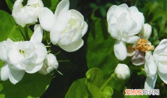 茉莉春天几月发芽，茉莉花什么时候发芽长新叶