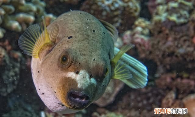 哪种河豚毒性大,河豚有毒种类