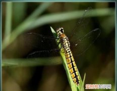 蜻蜓的天敌是什么动物，蚊子幼虫的天敌是什么