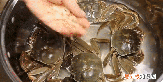 保存螃蟹不要直接放冰箱 螃蟹怎样保存才能放时间长点