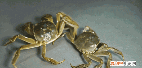 保存螃蟹不要直接放冰箱 螃蟹怎样保存才能放时间长点