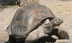 什么动物长命，红色的鹤在古代有什么寓意