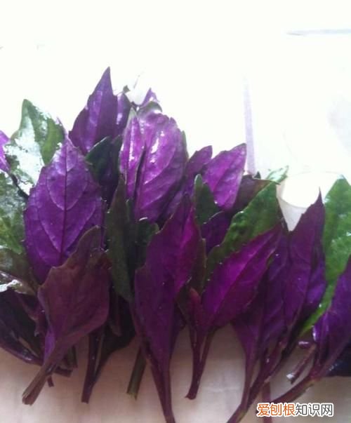 紫色的蔬菜有哪些，贵州紫色的蔬菜有哪些