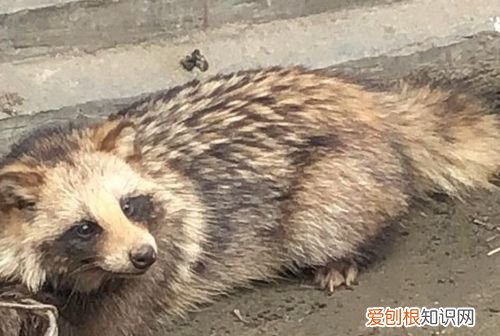 貉怎么读,“豹”字左边这个遍旁怎么读?