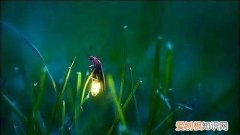 萤火虫幼虫会发光，萤火虫的幼虫会不会发光