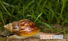蜗牛冬天冬眠吗，蜗牛在土里冬眠了用每天给土喷水