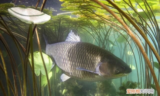 野钓草鱼到底是应该钓底还是钓浮