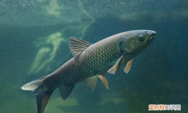 野钓草鱼到底是应该钓底还是钓浮