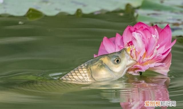 野钓草鱼到底是应该钓底还是钓浮