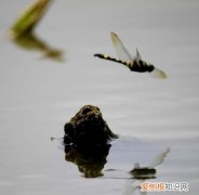 蜻蜓点水是什么动物，蜻蜓点水代表什么动物