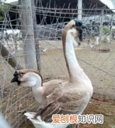 狮头鹅多久挂脖