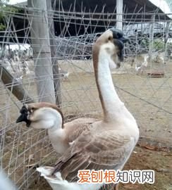 狮头鹅多久挂脖