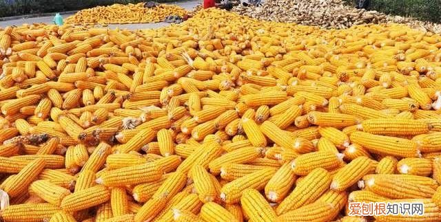 玉米和白菜哪个是粮食作物，我国主要四大粮食作物分别是什么