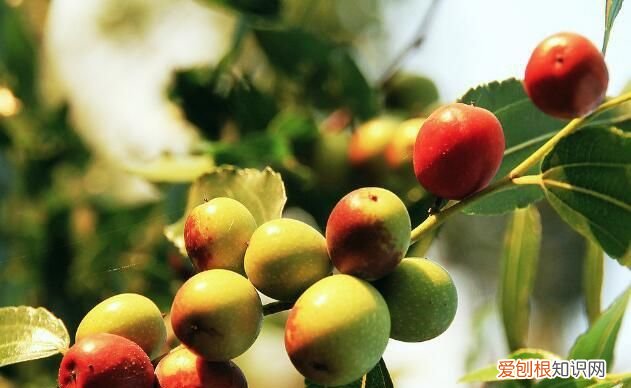 送枣的寓意是什么意思，乔迁拿桂圆红枣寓意是什么