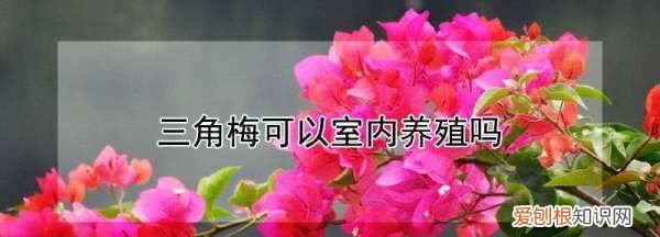 三角梅可以养在室内，三角梅可以室内养殖吗