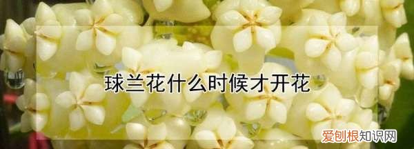 球兰什么时候开花，球兰一年开几次花几月份开花