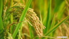 稻穗的象征意义