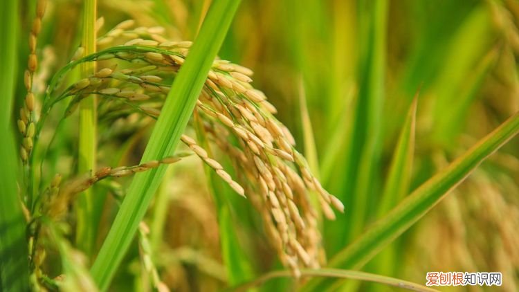 稻穗的象征意义