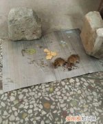 学生宿舍怎么驱赶老鼠，厂里宿舍有老鼠找谁处理