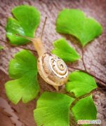 小蜗牛的特点，昆虫记蜗牛的特点和生活特征