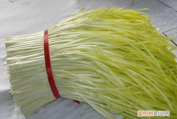 韭黄和蒜黄哪个好，韭黄和蒜黄是一样的吗