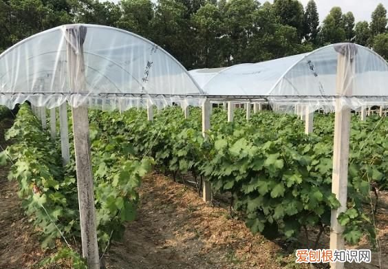 扣大棚什么材料好