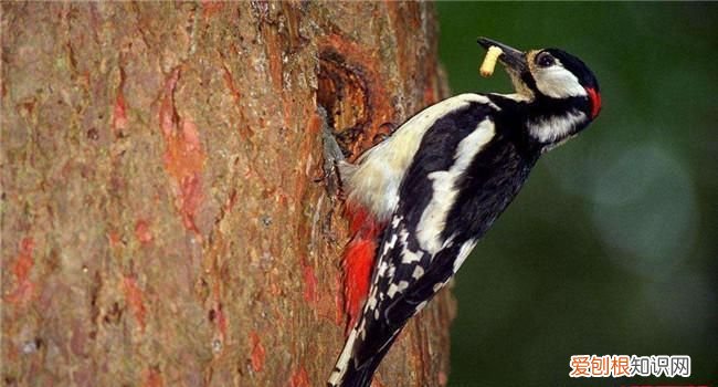 啄木鸟用什么捉害虫，啄木鸟用什么把树里的害虫弄出来