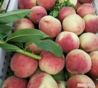 生活小妙招,如何去掉桃子上的毛毛虫