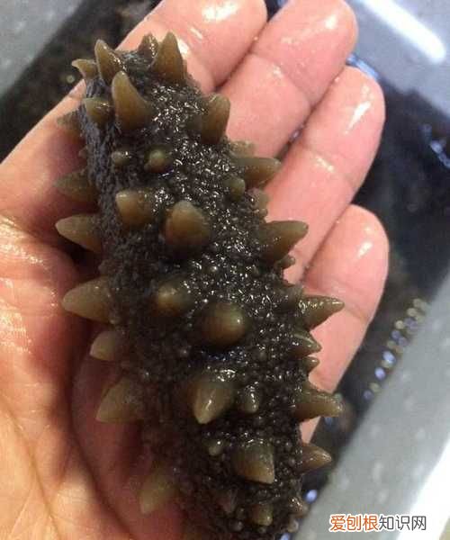 海参一头什么意思，底播海参是什么意思