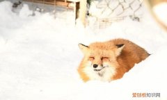 狐狸的特点和性格是什么，用英语描述狐狸的特点和外形描述
