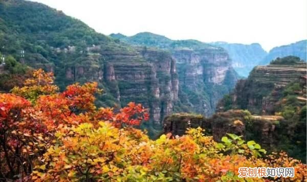 霜降节吃柿子什么时间最佳,枫染红山霜降