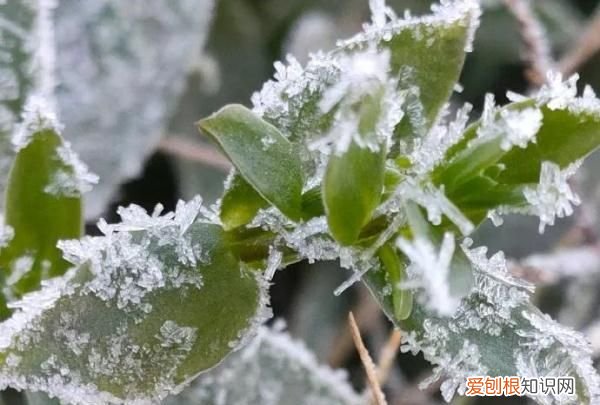 霜降节吃柿子什么时间最佳,枫染红山霜降