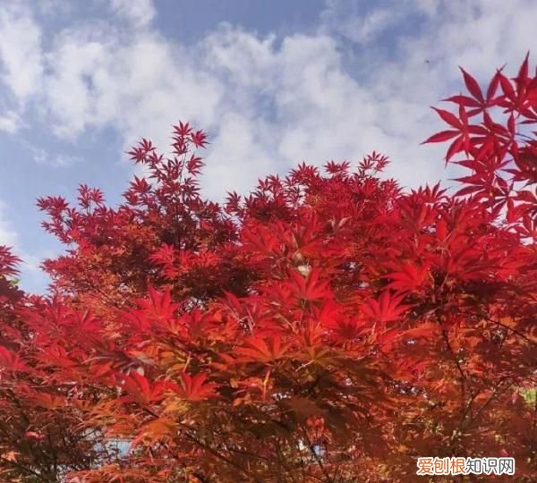 霜降节吃柿子什么时间最佳,枫染红山霜降