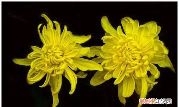 霜降节吃柿子什么时间最佳,枫染红山霜降