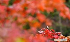 霜降节吃柿子什么时间最佳,枫染红山霜降