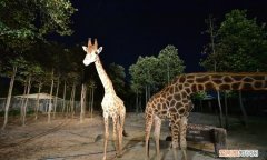 夜间出行的动物