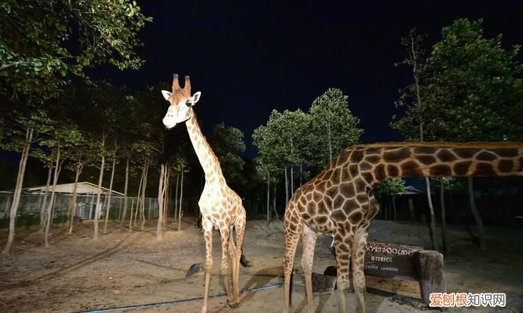 夜间出行的动物