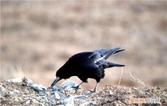 乌鸦吃什么食物为生