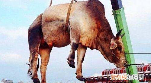 芈庆铺子是哪里的,牛利是牛的什么部位