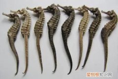 海马是哪类动物，中华鲟鲸鱼企鹅海马分别是属于什么动物