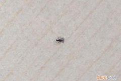 冬天家里有小飞虫是什么原因