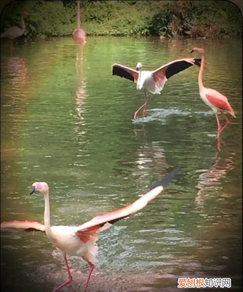 火鸟是什么鸟，在天愿作比翼鸟在地愿为连理枝翼鸟值得是什么鸟